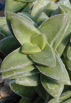 (Crassula nudicaulis)