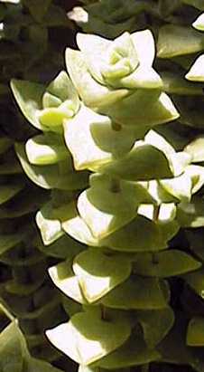 String of Buttons, Sosatieplakkie(Crassula perforata)