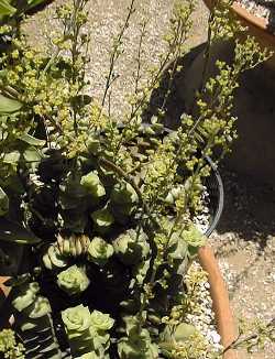 String of Buttons, Sosatieplakkie(Crassula perforata)