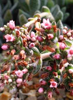 (Crassula schmidtii)