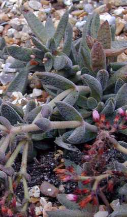 (Crassula schmidtii)