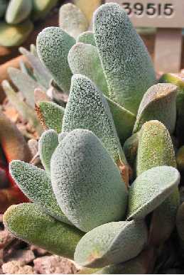 (Crassula tecta)