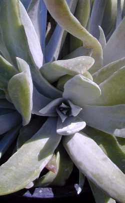 (Dudleya anthonyi)