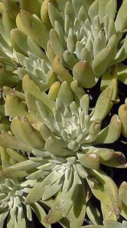 Sea Lettuce(Dudleya caespitosa)