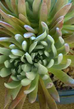 (Dudleya candida)