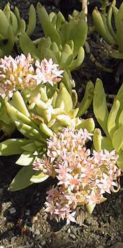 (Dudleya gatesii)