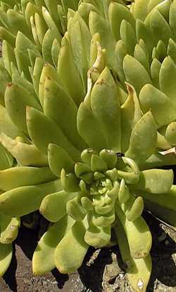 (Dudleya guadalupensis)