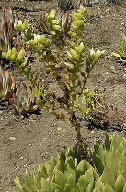 (Dudleya guadalupensis)