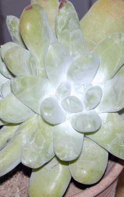 (Dudleya pachyphytum)