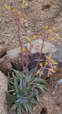 Rock Live-forever(Dudleya saxosa ssp. collomiae )