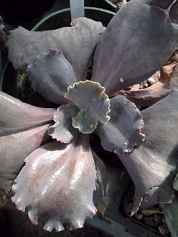 (Echeveria 'Arlie Wright')