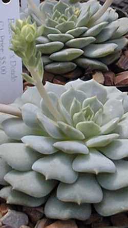 (Echeveria 'Dondo')