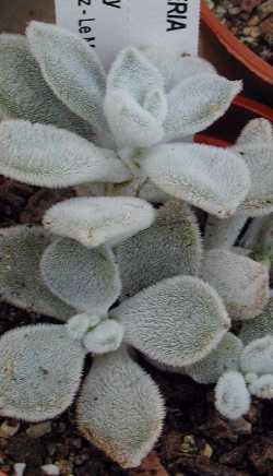 (Echeveria pulvinata 'Frosty')