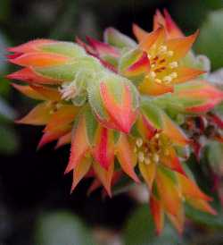 (Echeveria pulvinata 'Frosty')