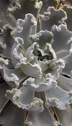 (Echeveria 'Wavy Curls')