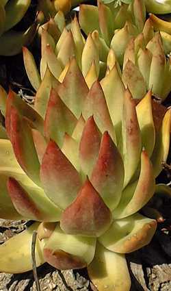 (Echeveria agavoides x colorata)