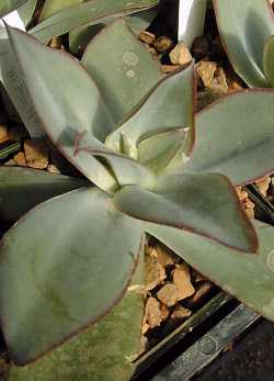 (Echeveria cante)