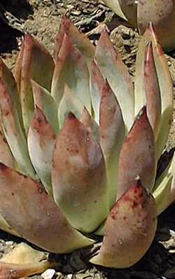 (Echeveria colorata)