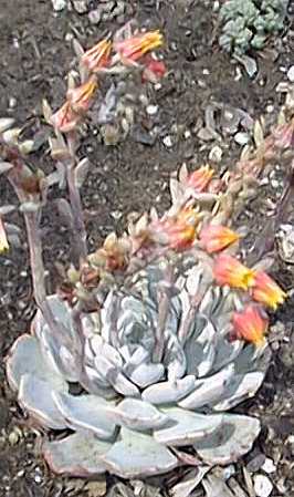 (Echeveria elatior)