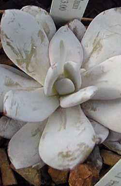 (Echeveria lauii)