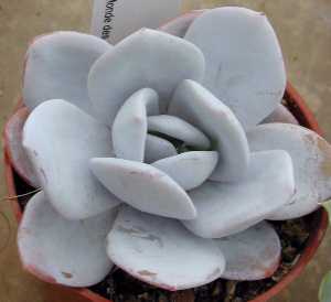 (Echeveria lauii)