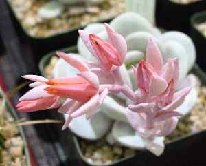 (Echeveria lauii)