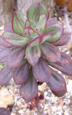 (Echeveria 'Painted Lady')