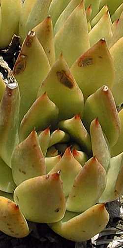 (Echeveria agavoides var. prolifera )