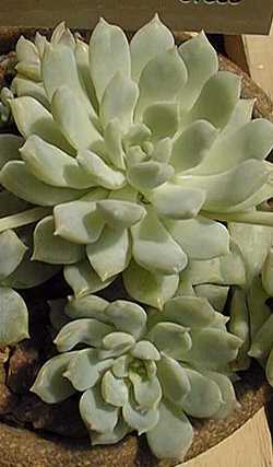 (Echeveria prolifica)