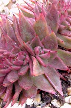 (Echeveria 'Ruberia')