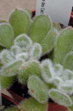 (Echeveria setosa)