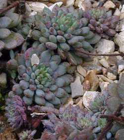 (Echeveria tundelii)