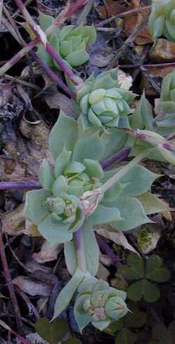 (Graptopetalum macdougallii)