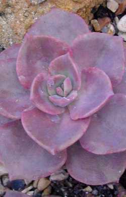 (Graptoveria 'Mrs. Richards')