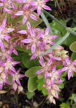 Stonecrop(Hylotelephium maximum)