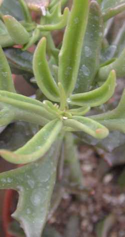 (Kalanchoe Χ kewensis)