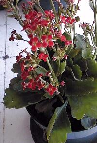 Kalanchoe(Kalanchoe blossfeldiana)