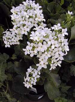 Kalanchoe(Kalanchoe blossfeldiana)