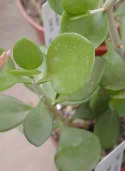 (Kalanchoe bracteata)