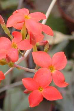 (Kalanchoe flammea)