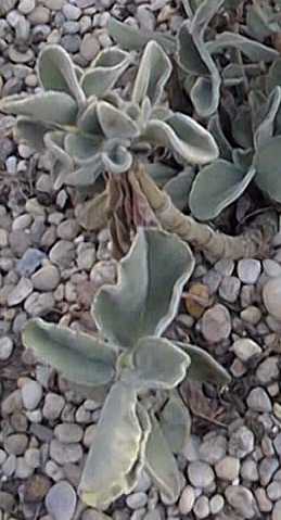 (Kalanchoe lateritia)