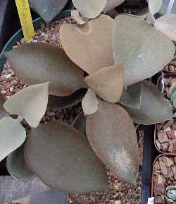 (Kalanchoe orgyalis)