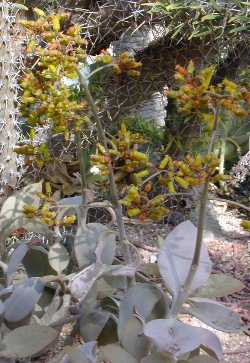 (Kalanchoe orgyalis)