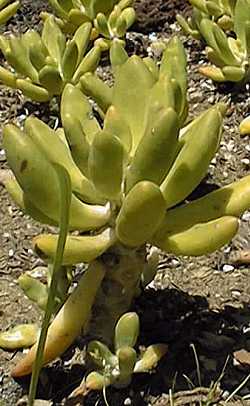 (Pachyphytum fittkaui)