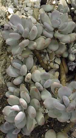 (Pachyphytum glutinicaule)