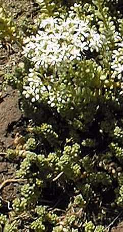 Stonecrop(Sedum album)