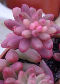 (Sedum 'Aurora')