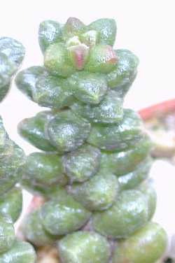 (Sedum furfuraceum)