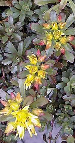 Kamschatka Stonecrop(Sedum kamtschaticum)