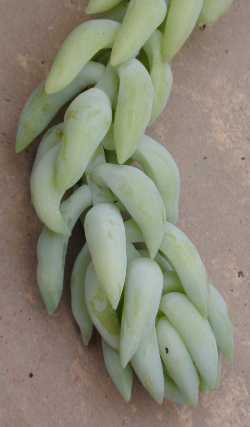 Donkey Tail, Burro Tail(Sedum morganianum)